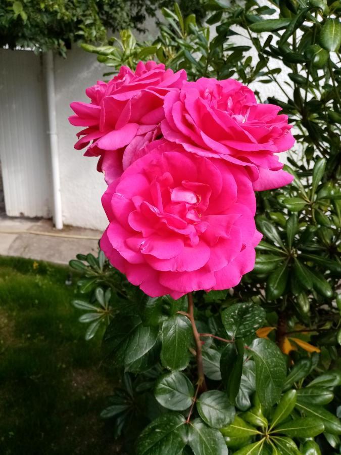 Le Flamant Rose Bed and Breakfast Salin-de-Giraud Εξωτερικό φωτογραφία