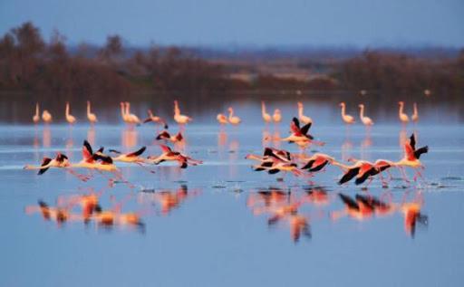 Le Flamant Rose Bed and Breakfast Salin-de-Giraud Εξωτερικό φωτογραφία